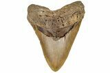 Serrated, 6.06" Fossil Megalodon Tooth - Massive Meg Tooth! - #199686-1